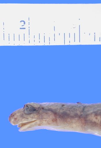 Media type: image; Herpetology A-49046